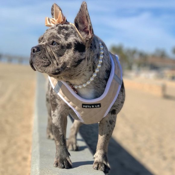 PETsRUS Step In Vest Dog Harness Quilted Vegan Leather Breathable Mesh Taupe - Picture 7 of 8